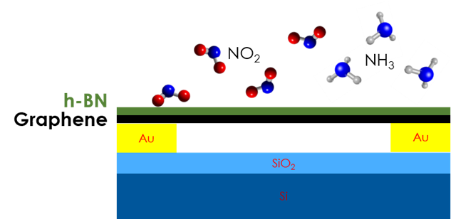 Graphene - h-BN double layer