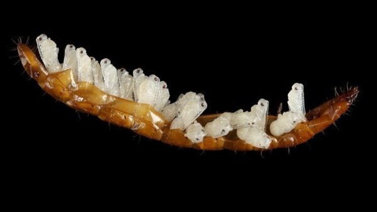 Parasiteerunud naksuri vastne