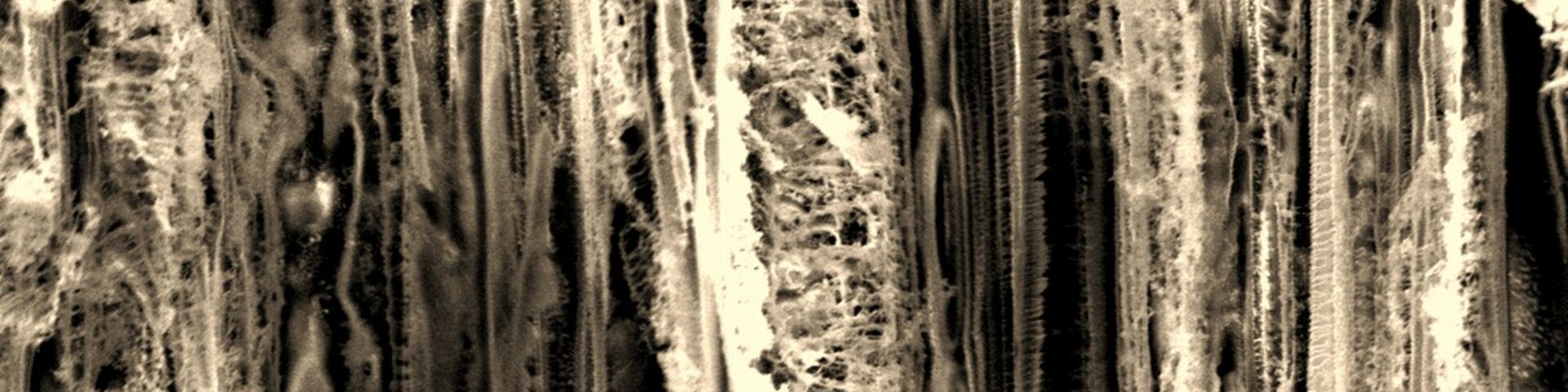Skaneeriva elektronmikroskoopia pilt korrodeerunud puidu pinnast peale testi Euroopa Kosmoseagentuuris, kus simuleeriti pikaajalist kokkupuudet madalal orbiidil oleva atomaarse hapnikuga. 